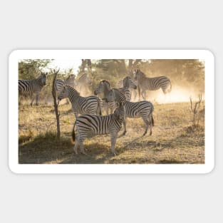Zebras in the dust, Caprivi, Namibia Sticker